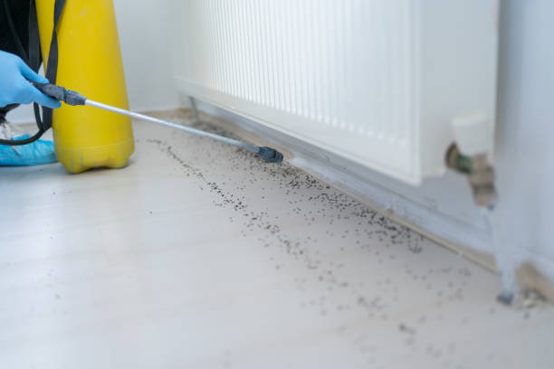 Best Flea Control Services  in Watertown, NY